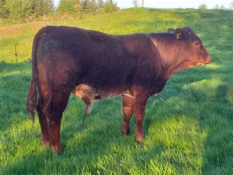 Shorthorn Cattle For Sale - Shorthorn Marketing Company