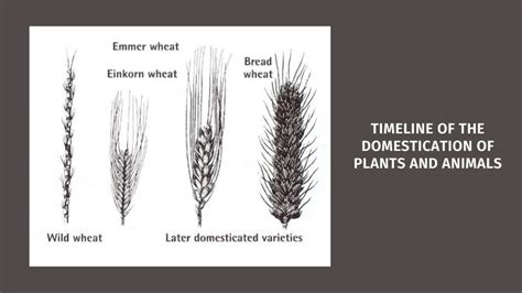 Timeline of The Domestication of Plants and Animals - History in Charts