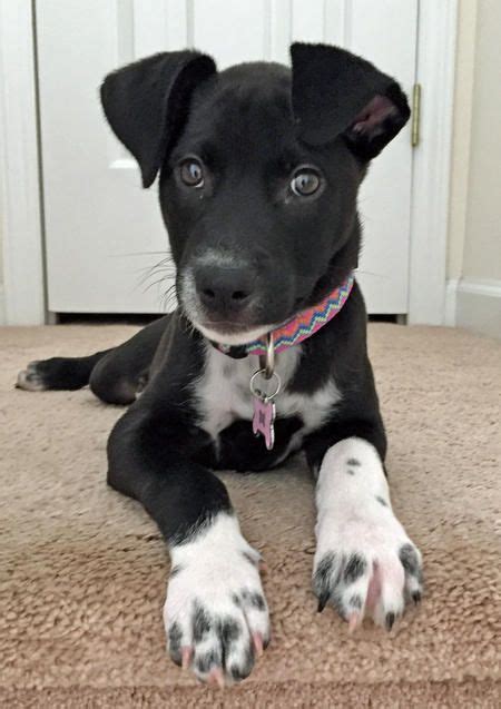 Phoebe the Catahoula Mix | Cute dogs and puppies, Catahoula mix ...