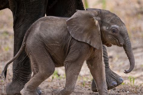 Baby elephant calf walking alongside its mother in natural African ...