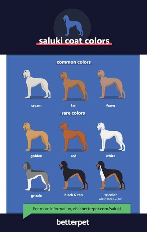 Saluki: Dog breed characteristics & care