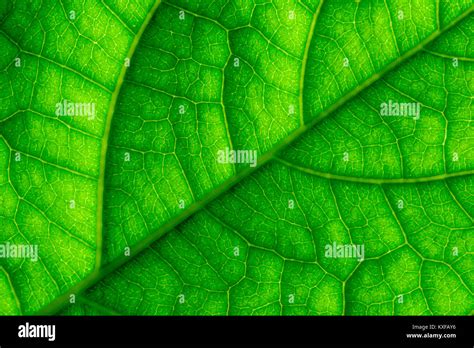 Leaf foliage green veins tropical hi-res stock photography and images ...