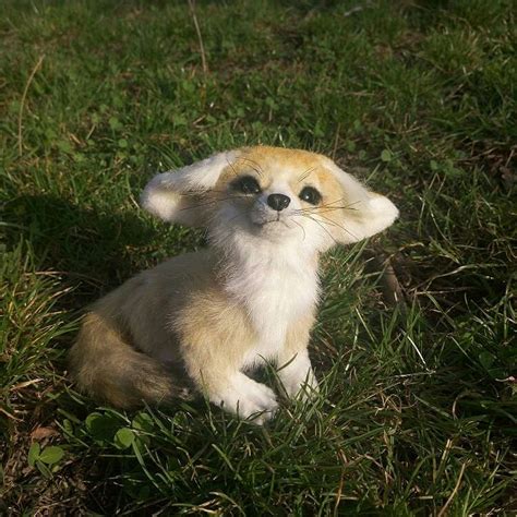 A baby fennec fox : r/Eyebleach