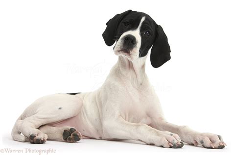 Dog: English Pointer puppy photo WP38692