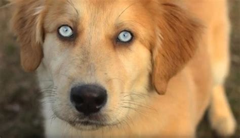 The Golden Retriever Husky Mix - The Goberian | Official Golden Retriever