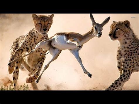 HUNGRY | CHEETAH SPEED IN HUNTING ITS PREY. - YouTube