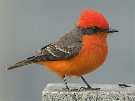 8 Birds That Look Like Cardinals but Aren’t - Sonoma Birding