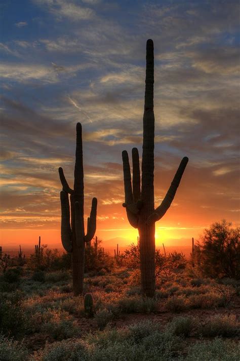 Sonoran Desert Sunset Photograph by Art Brown - Fine Art America