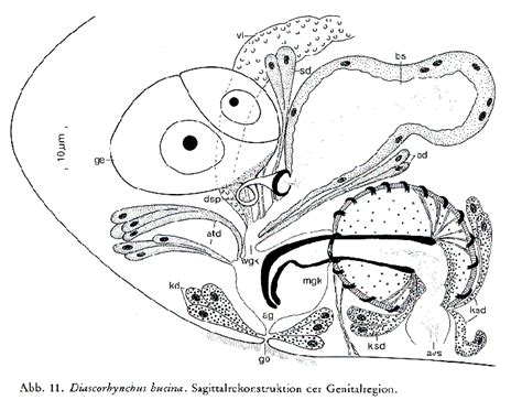 WoRMS - World Register of Marine Species