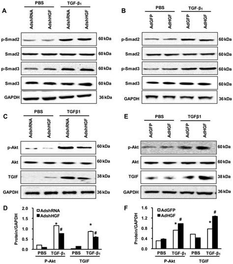 Effects of hepatocyte growth factor (HGF) on Akt-TGIF signaling. (A)... | Download Scientific ...