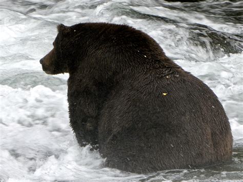 It's Fat Bear Week In Alaska's Katmai National Park — Time To Fill Out ...