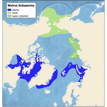 walrus-3-subspecies-web - NAMMCO