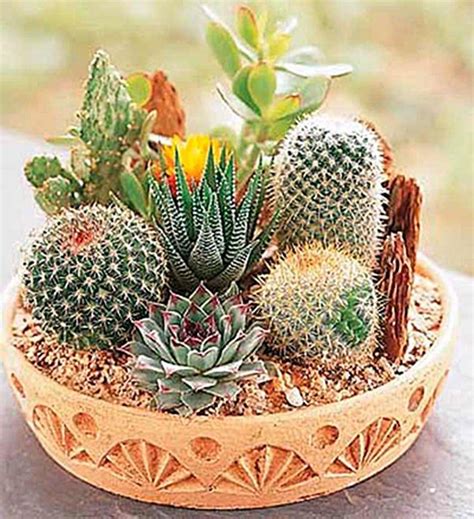 USA Seller - Cactus Seeds - Mixed Variety Cactus Seeds in 2021 | Cactus arrangement, Mini cactus ...