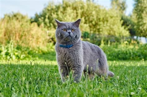 The 25 Best Cat Flea Collars of 2021 - Pet Life Today