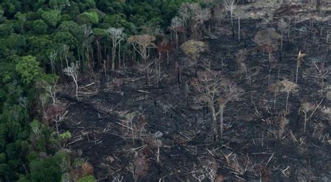 Amazon Rainforests Will Die By 2064, Due To Deforestation And Climate Change