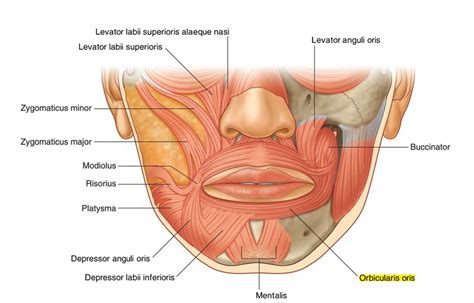 Orbicularis Oris – Earth's Lab