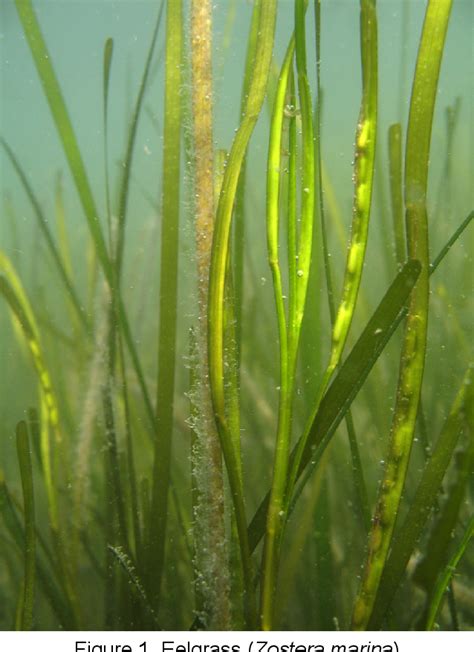 Figure 1 from A Summary of Eelgrass (Zostera marina) Reproductive Biology with an Emphasis on ...