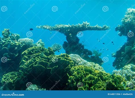 Coral World, Underwater Observatory in Eilat Stock Photo - Image of dahab, pacific: 64811356