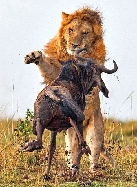 8 Best Lion prey images | Lion prey, Lion, Animals wild