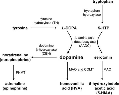 Pathways for synthesis of dopamine, noradrenaline, adrenaline, and... | Download Scientific Diagram