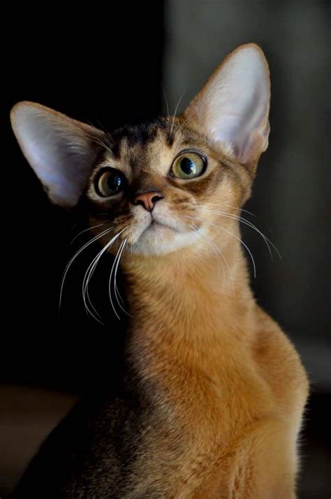 Abyssinian Cat for Sale: Kittens available | Omnia Mea Cattery