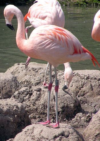 Chilean Flamingo: The Animal Files