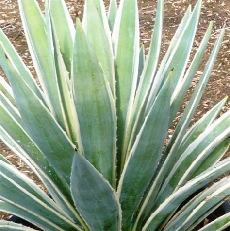 Variegated Caribbean Agave