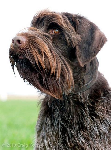 Pudelpointer Dog Breed Facts & Information | Cuteness