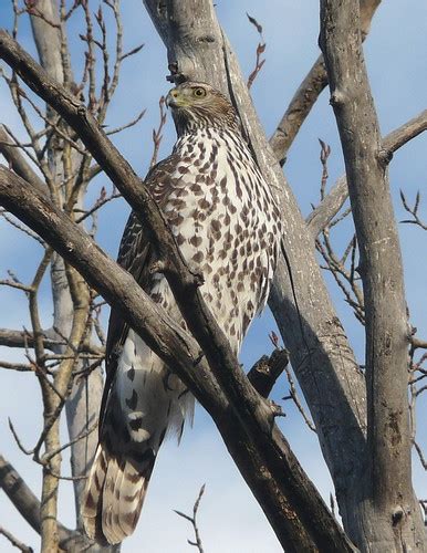 Juvenile Northern Goshawk - a photo on Flickriver