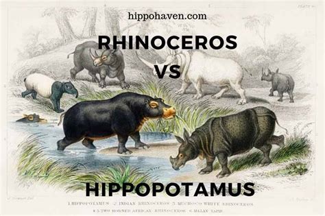 Rhinoceros vs Hippopotamus: Size, Enmity, Fight, Friendship - Hippo Haven