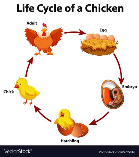 Diagram showing life cycle chicken Royalty Free Vector Image