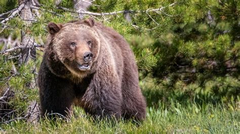 Couple Dead in Grizzly Bear Attack in Banff National Park - Men's Journal