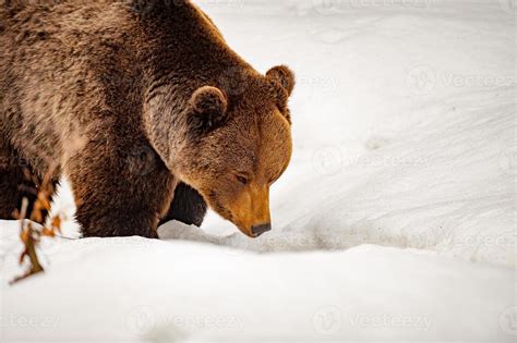 bear portrait in the snow background 12214000 Stock Photo at Vecteezy