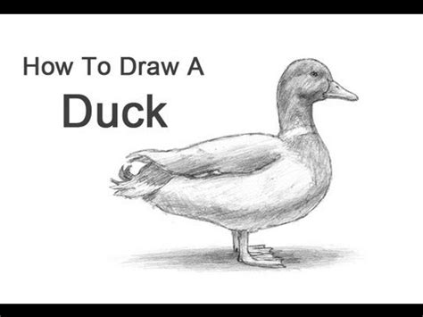 How to Draw a Duck - YouTube