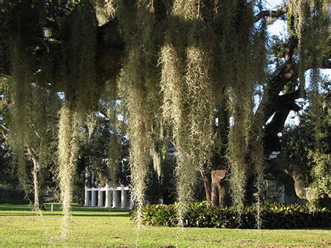 Destrehan Plantation 1 | Destrehan Plantation near New Orlea… | Flickr