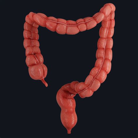 The Large Intestine | Complete Anatomy