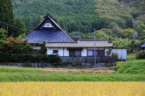 Traditional Japanese farmhouse with black pitched roof next to golden ...