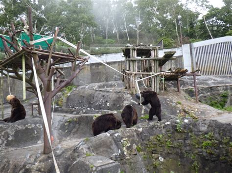 Brown Bear Care And Welfare In Japan | Wild Welfare