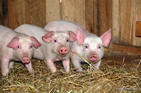 10 Pig Breeds for the Homestead - Countryside