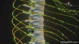 3D Medical Animation - Central Nervous System on Make a GIF