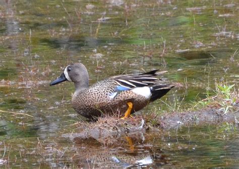 Bird Lore: Blue-winged Teal - My Edmonds News