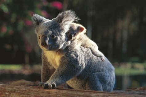 Koality facts: 8 things you didn’t know about koalas | Koala bear, Baby animals, Koala