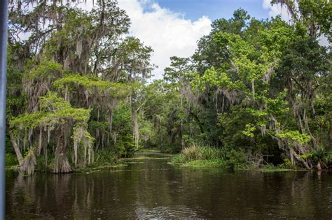 The Best New Orleans Swamp Tour