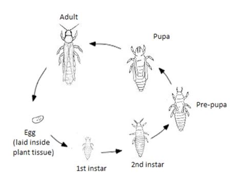 Western Flower Thrips Life Cycle | Best Flower Site