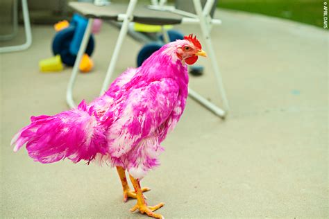 THE PINK CHICKEN: A DIY PROJECT – A Day in April