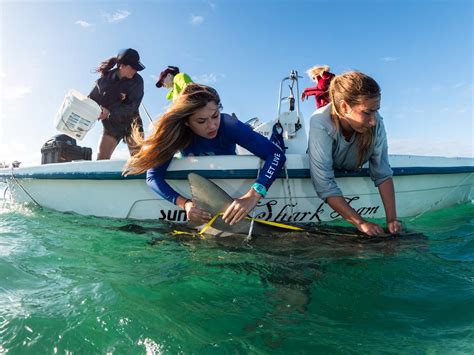 Shark Research Experience in Bimini, Bahamas - Great Hammerheads