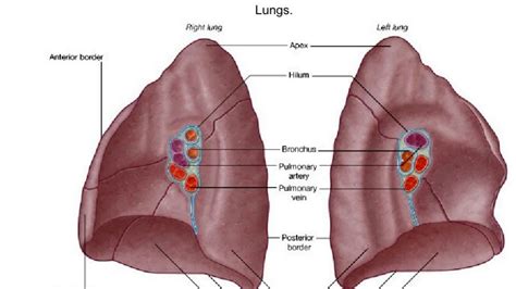 What Is the Hilum of the Lung - YouTube