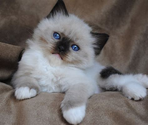 The Rare Snowshoe Cat & Its Unique Characteristics – Pouted Magazine