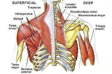 The Definitive Guide to Inverted Rows - TJC Performance