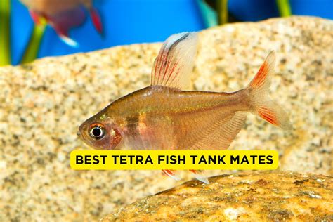 11 Best Tetra Tank Mates 2024 (With Pictures) | FishTrivia